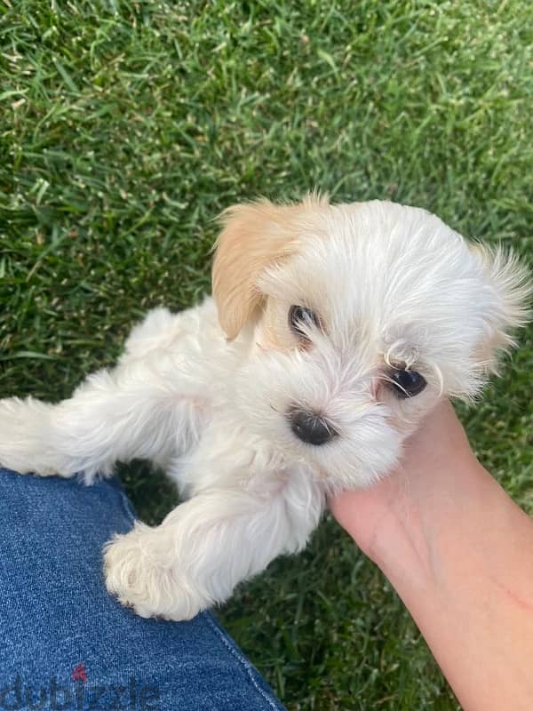 Bichon Maltese Puppy 4