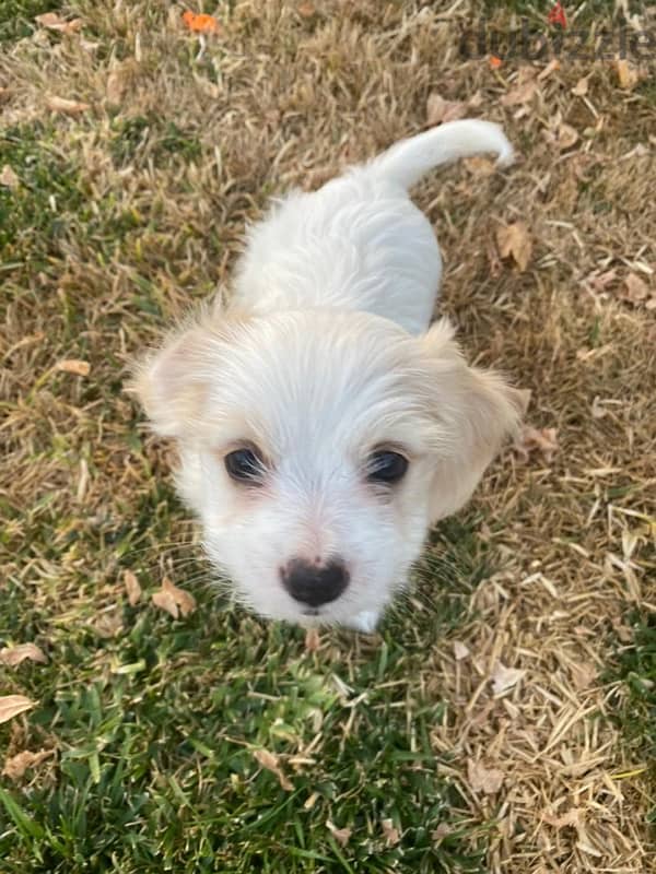 Bichon Maltese Puppy 5