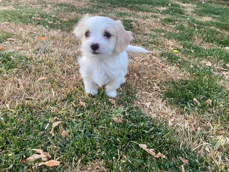 Bichon Maltese Puppy 6