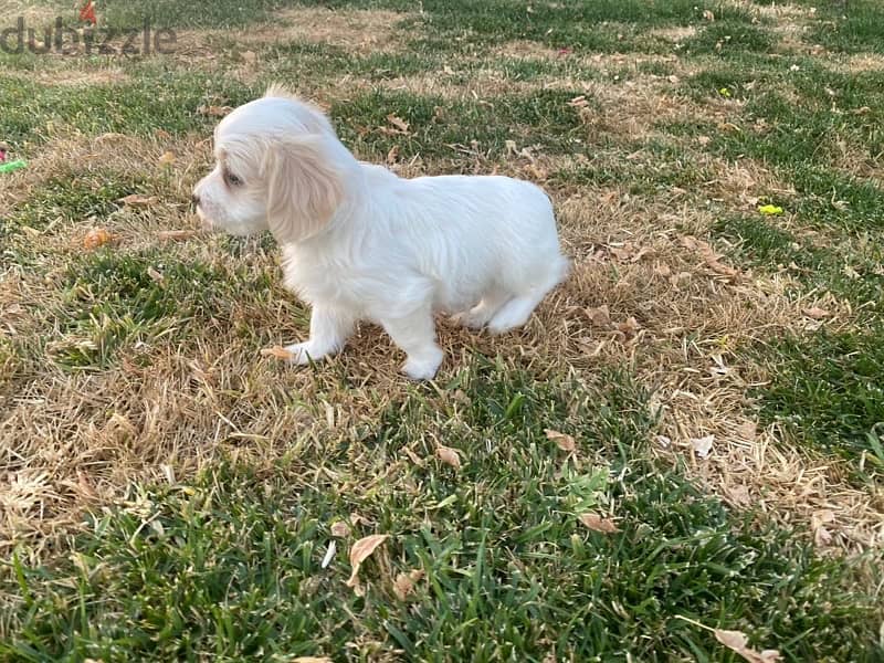 Bichon Maltese Puppy 7