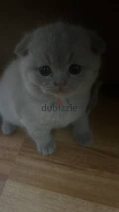 Pure Scottish Fold 0