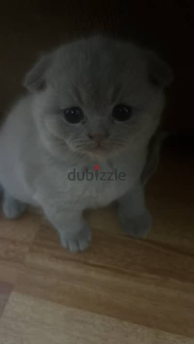 Pure Scottish Fold