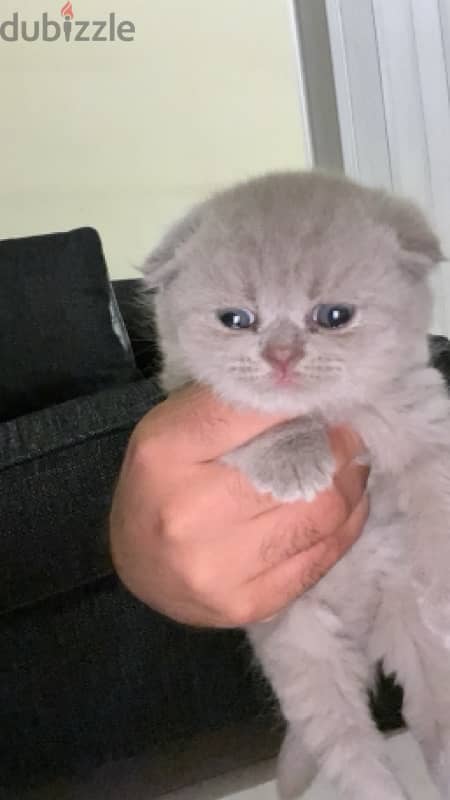 Pure Scottish Fold 1