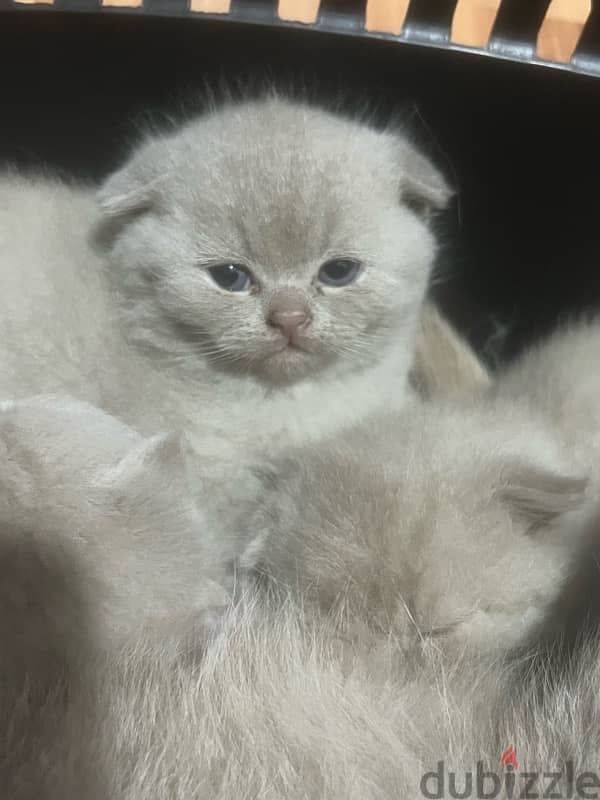 Pure Scottish Fold 2