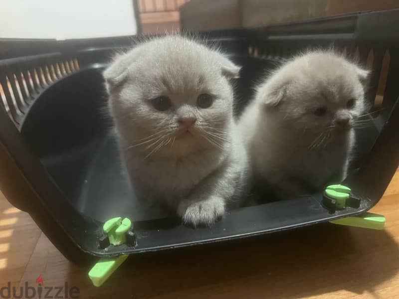 Pure Scottish Fold 3