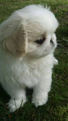 Pekingese Puppies Available/ dog كلاب 0