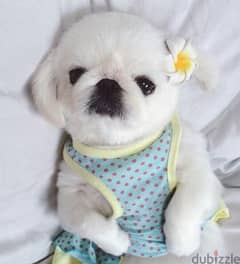 Pekingese Puppies Available/Imported/High Quality/ Dog/كلاب 0