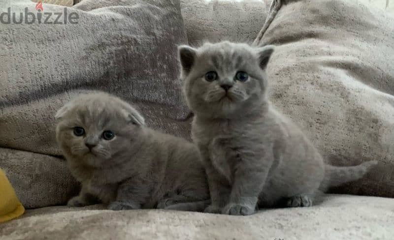 pure Scottish and British kittens 0