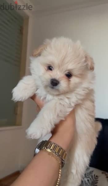 Maltipoo