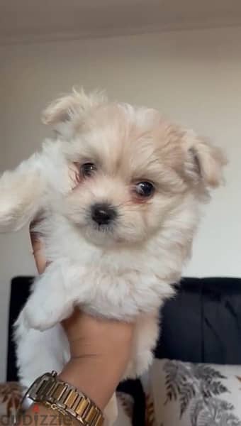 Maltipoo Babies 1