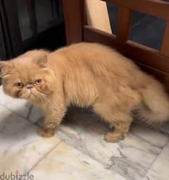 Male Picky Face Persian 0