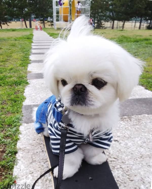 PEKINOIS high quality breed imported puppy Dog DELIVERY كلاب كلب جرو 0