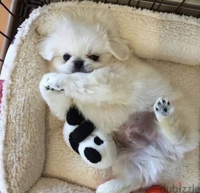 PEKINOIS high quality breed imported puppy Dog DELIVERY كلاب كلب جرو