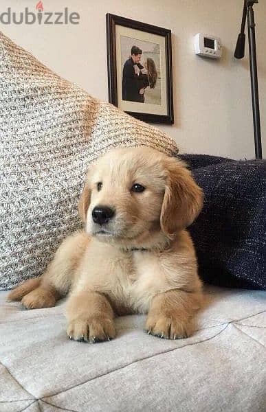 Golden retriever puppies/Dog / كلاب/ Available in Store