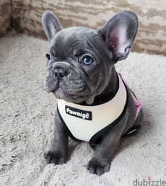 French Bulldog Puppies - Imported - Available in Store 0