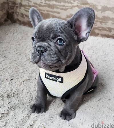 French Bulldog Puppies - Imported - Available in Store