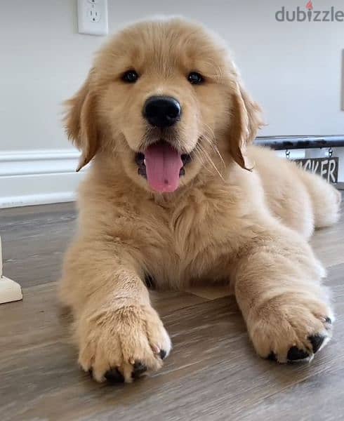 Golden Retriever Puppies Available Pure Breed 0