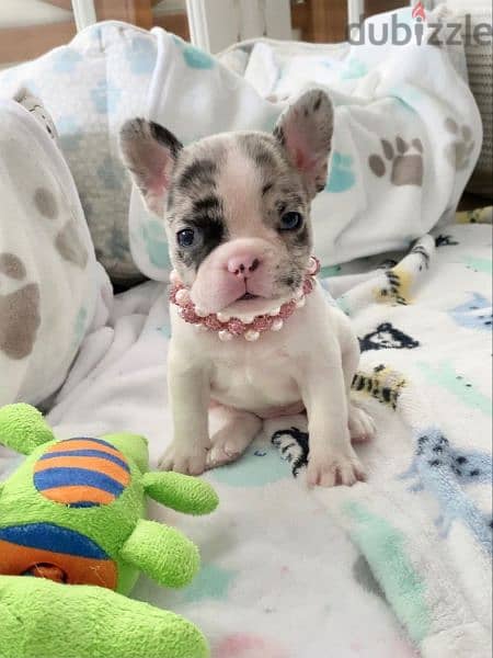 French Bulldogs puppies available/Imported/Pure breed 0