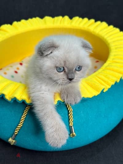 Most loving & attractive Scottish Fold color point kitten Delivery قطط