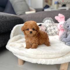 toy poodle 0