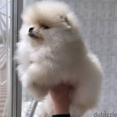 pomeranian