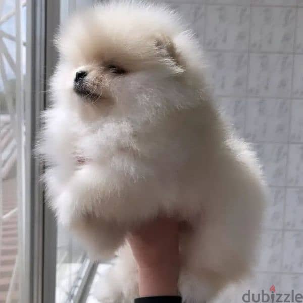 pomeranian Male and female teacup very high quality toy face 70993656 0