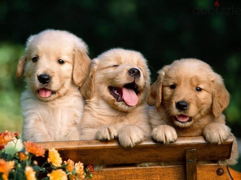 Golden Retriever Puppies Available 0