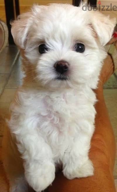 Bichon puppies available/Dog/كلاب/Delivery