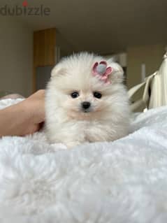 Pomeranian Puppies Available-High Quality 0