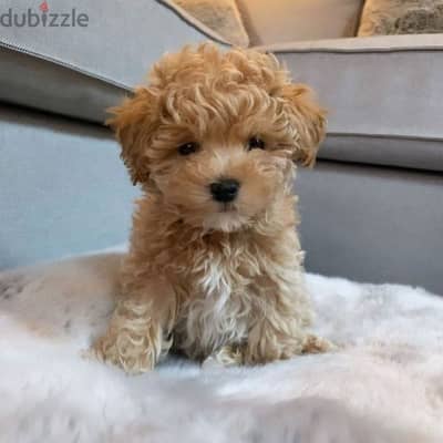 Maltipoo puppies available/Dog/كلاب/Delivery