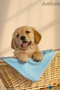 Golden Retriever Puppies - Available In Store-Dog 0