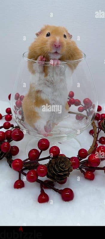 hamsters 1