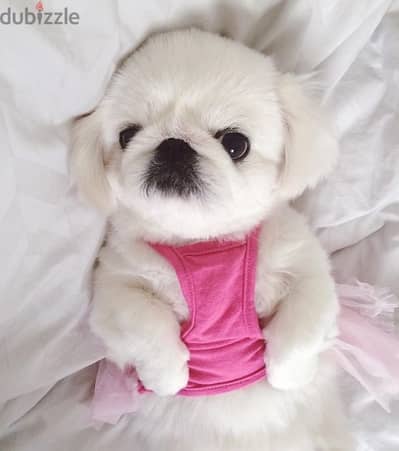 Pekingese