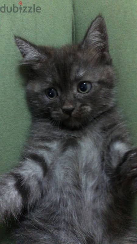 brittish kitten for sale 1