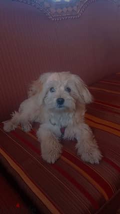 mini bishon maltese puppy 0