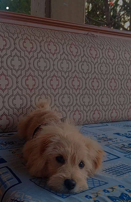 mini bishon maltese puppy 1