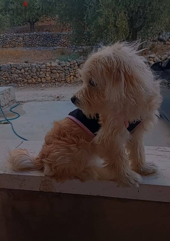 mini bishon maltese puppy 4