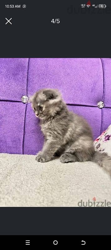 male and female scottish fold highland 2