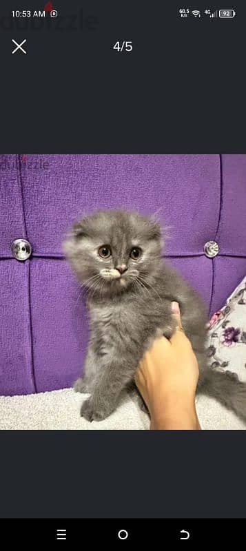 male and female scottish fold highland 3