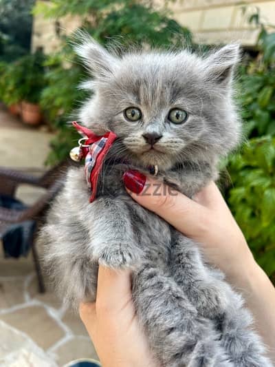 British fold kitten