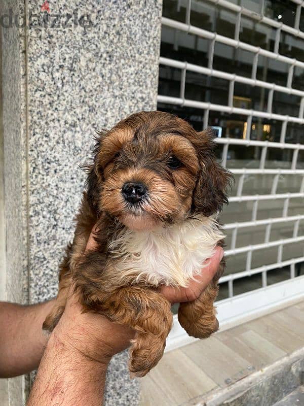 Maltipoo tricolor 0