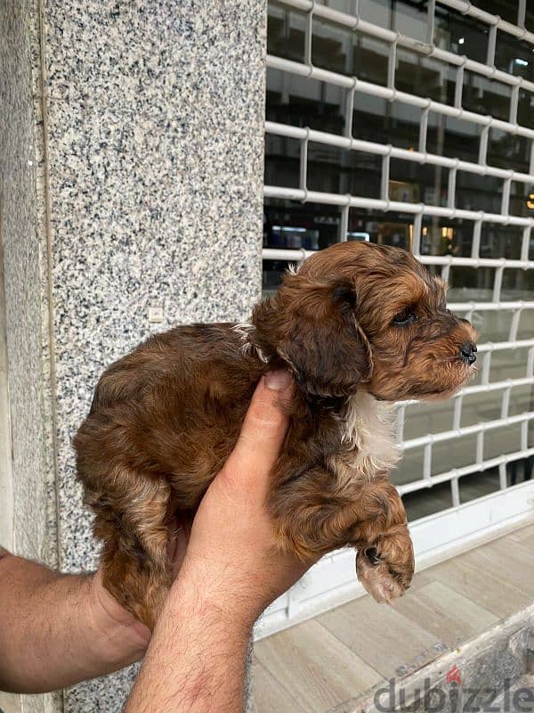 Maltipoo tricolor 2