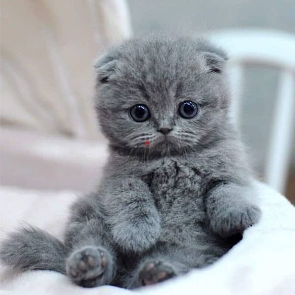 Available now!! High quality breed Scottish Fold grey kitten! قطط هر 0