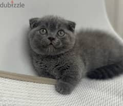 Scottish Fold Kitten Delivery 0