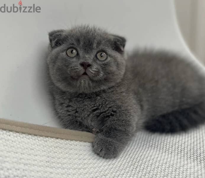 Scottish Fold Kitten Delivery 0