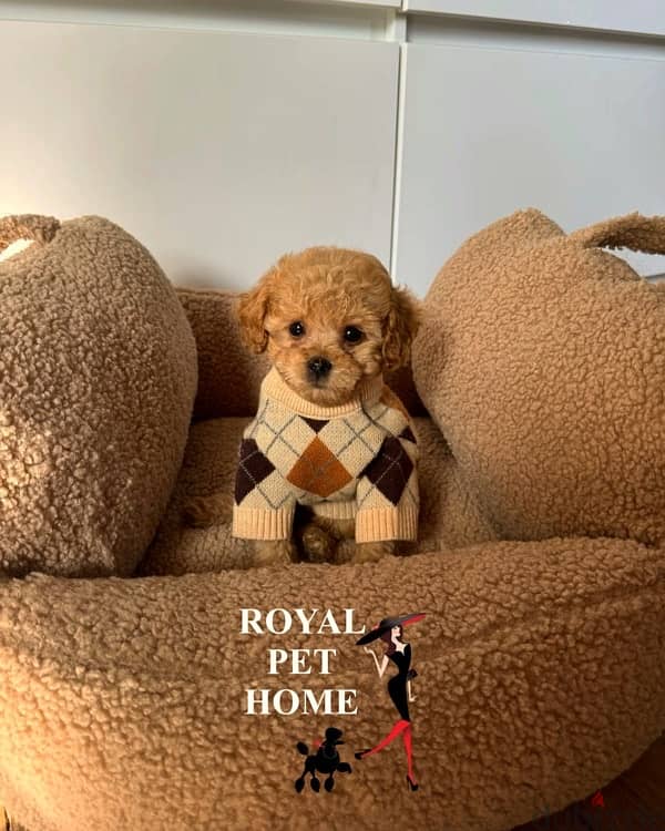 Toy Poodle Apricot Imported 0