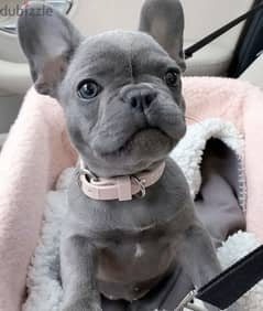 French Bulldog puppy / Imported /High Quality 0