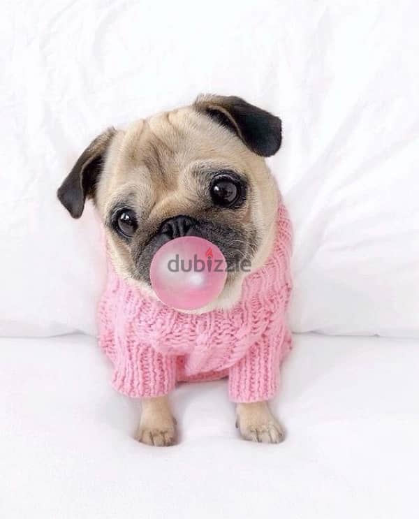 Cutest Pug puppy pure breed Delivery Dog كلاب كلب جرو 0