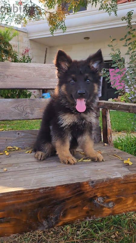 german shepherd puppies 0