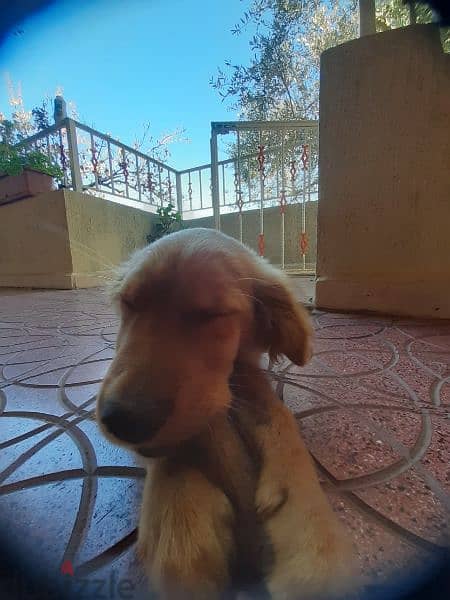 golden retriever for sale 1